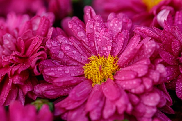 Parterres de fleurs multicolores de beaux chrysanthèmes