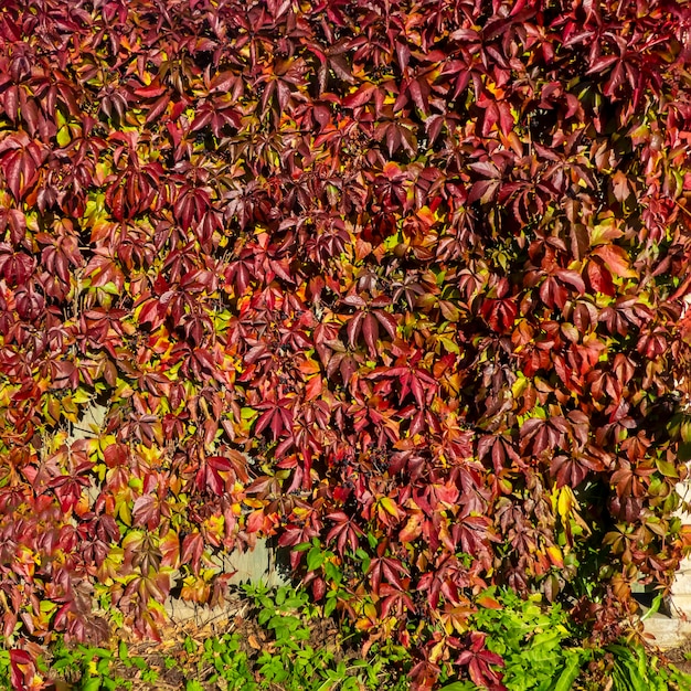 Parthenocissus quinquefolia connu sous le nom de lierre à cinq feuilles de vigne vierge feuillage rouge