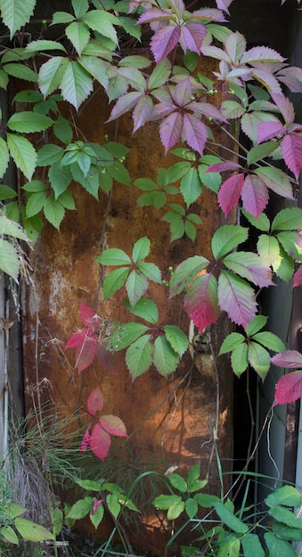 Parthenocissus quinquefolia connu sous le nom de vigne vierge Victoria creeper lierre à cinq feuilles feuillage rouge
