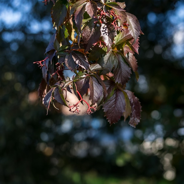 Parthenocissus quinquefolia Un gros plan d'une branche d'arbre avec des feuilles