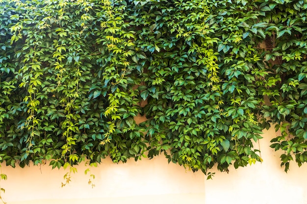 Parthenocissus suspendu au mur d'une vieille maison espace pour le texte