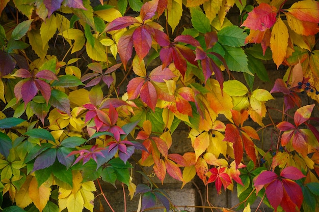 Parthenocissus tricuspidata sur un ancien mur de briques