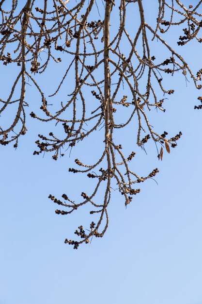 Partie d'un arbre dans un jardin en vue