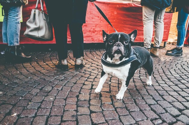 Une partie basse de la population se tient à côté d'un bouledogue français sur un sentier pavé.