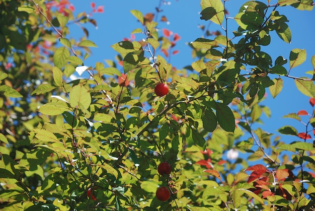 Partie d'une branche avec prune