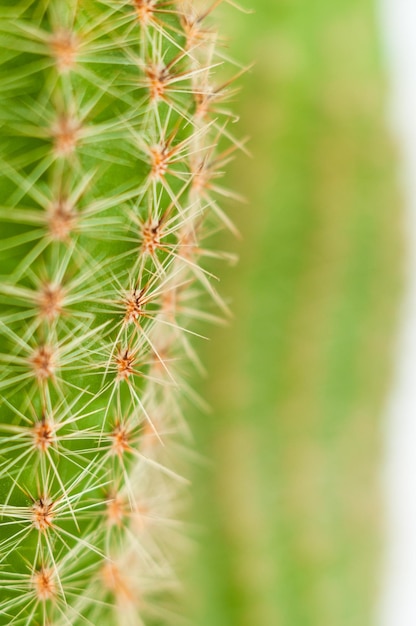 Photo une partie d'un cactus épineux vert sur un fond blanc de près