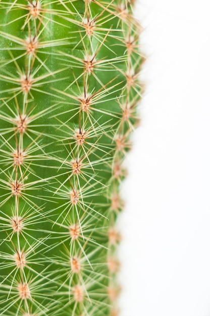 Photo une partie d'un cactus épineux vert sur un fond blanc de près