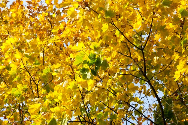 Une partie de la couleur changée du feuillage du vert au jaune à l'automne, des détails dans le parc ou la forêt