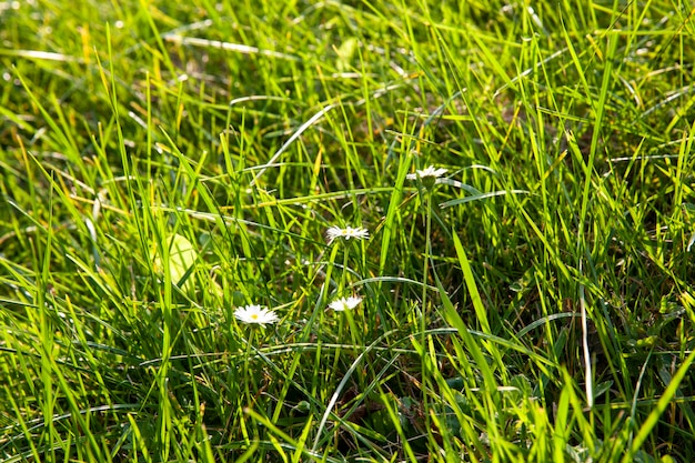 Partie du champ où pousse l'herbe verte