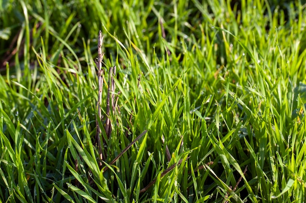 Partie du champ où pousse l'herbe verte