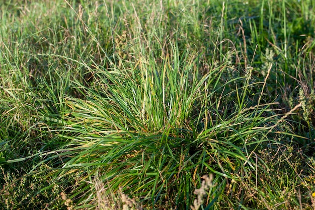 Partie du champ où pousse l'herbe verte