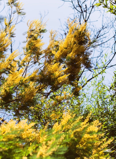 Une partie du mimosa en fleurs