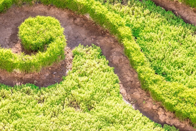 Une partie du parterre de fleurs régulier de fond de plantes vertes