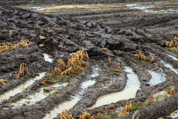 Partie du territoire d'un champ agricole avec un sol fertile