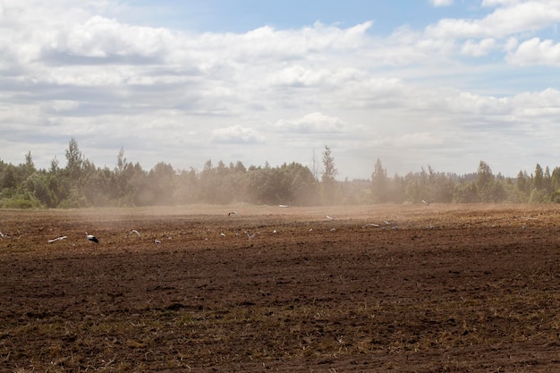 Partie du territoire d'un champ agricole avec un sol fertile