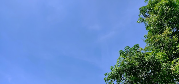 Une partie des feuilles des arbres sous un soleil radieux et un ciel bleu