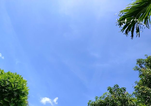 Une partie des feuilles des arbres sous un soleil radieux et un ciel bleu