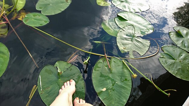 La partie inférieure d'une femme sur une feuille dans un lac