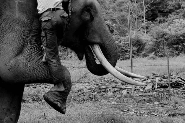 Photo la partie inférieure des hommes grimpant sur un éléphant