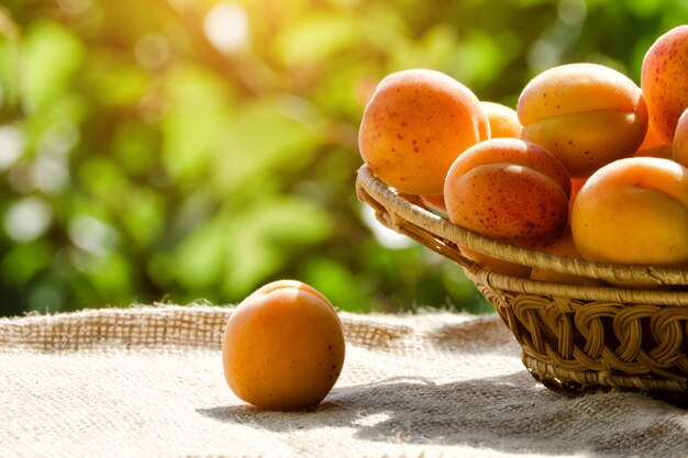 Partie de panier en osier d'abricot