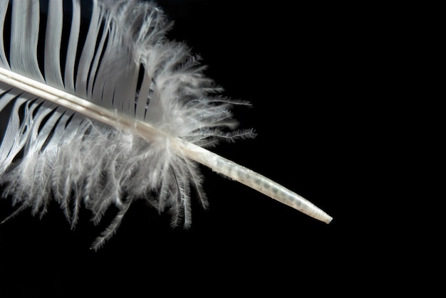 Partie d'une plume blanche sur fond noir isolé Gros plan