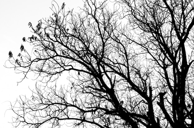 Partie de la silhouette de l&#39;arbre mort sans feuilles isolé sur blanc