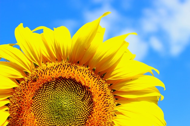 Partie de tournesol avec fond de ciel bleu