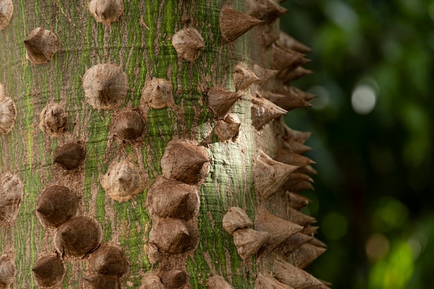 Partie d'un tronc d'arbre avec des épines connues au Brésil sous le nom de paineira