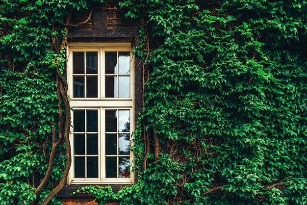 Partie D'un Vieux Mur Dans Les Feuilles Avec Fenêtre