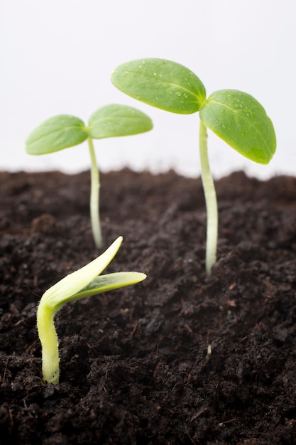 À partir de graines cultivées de jeunes plants.