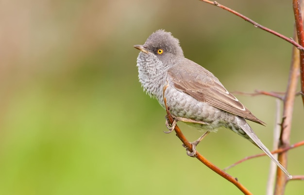 Paruline barrée Sylvia nisoria l'oiseau mâle assis sur une branche d'un buisson