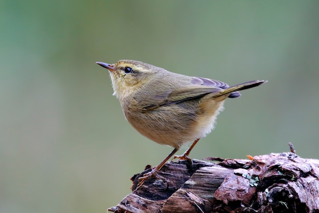 Paruline à gorge fine Phylloscopus Oiseaux de Thaïlande