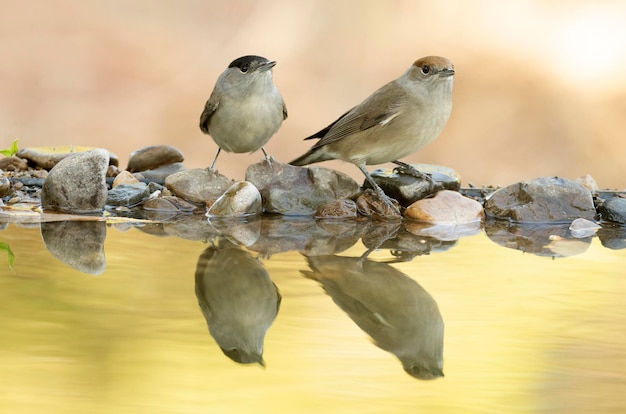 Paruline masquée mâle et femelle buvant à un point d'eau naturel dans une forêt méditerranéenne