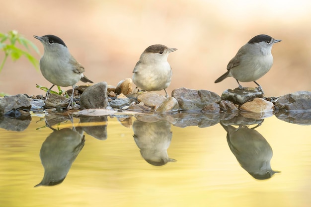 Paruline masquée mâle à un point d'eau naturel dans une forêt de chênes et de pins avec les dernières lumières