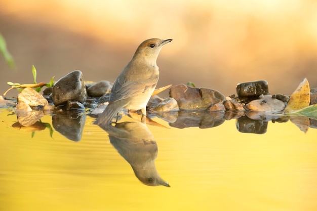 Paruline masquée à un point d'eau naturel dans une forêt de chênes et de pins avec les dernières lumières