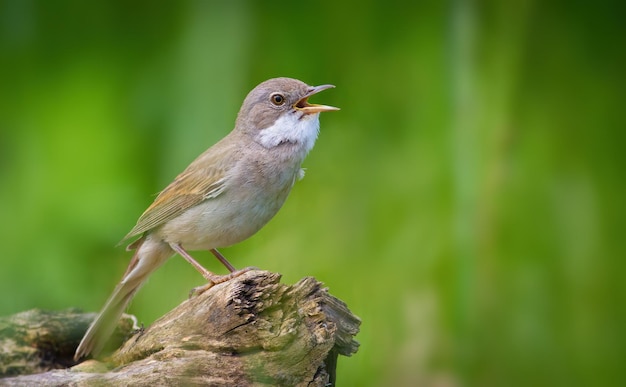 Paruline masquée Sylvia communis un oiseau chante assis sur un chicot