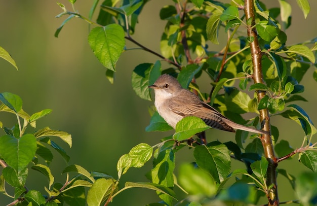 Paruline masquée Sylvia communis l'oiseau est assis sur les branches