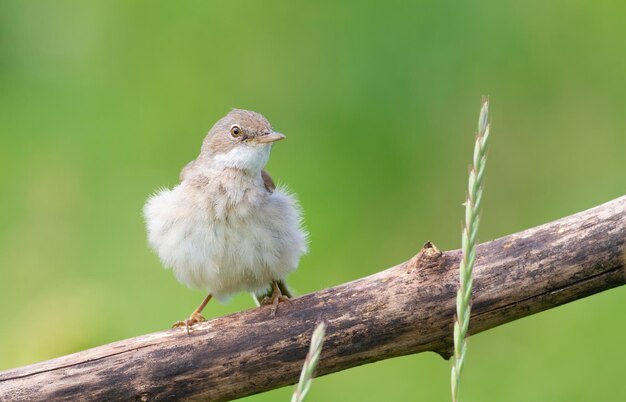 Paruline masquée Sylvia communis Un oiseau était assis sur une branche et ébouriffait ses plumes