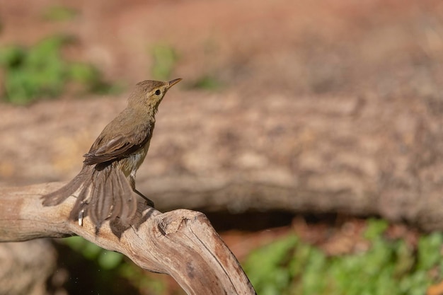 Paruline mélodieuse (Hippolais polyglotta) Malaga, Espagne