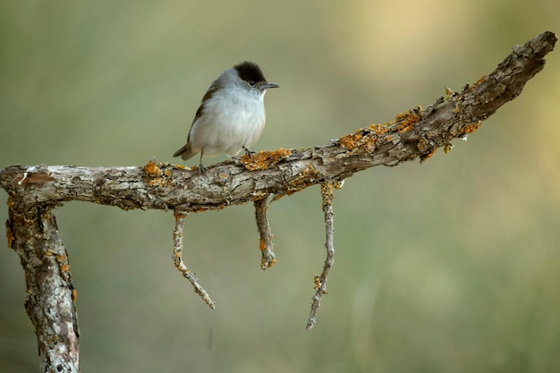 Paruline sarde dans la dernière lumière du soir dans une forêt méditerranéenne