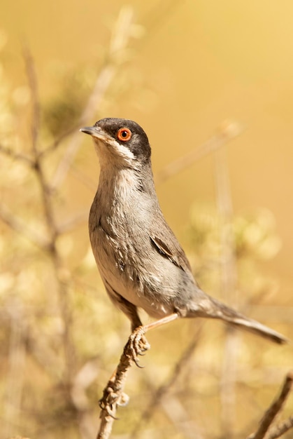 Paruline sarde mâle au plumage de rut aux premières lueurs du jour sur son territoire de reproduction