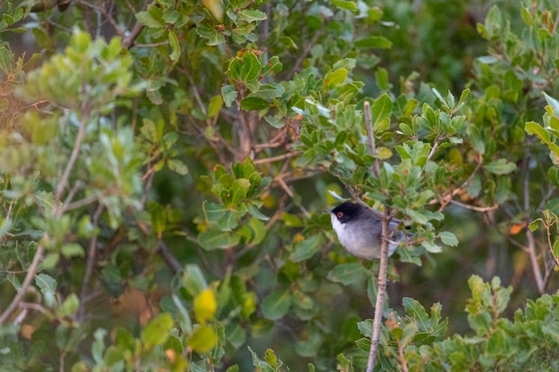 Paruline sarde mâle Sylvia melanocephala Malaga Espagne