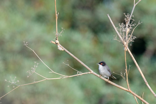 Paruline sarde Sylvia melanocephala Malaga Espagne