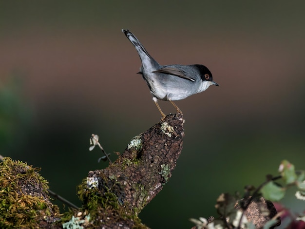 Paruline sarde (Sylvia melanocephala).