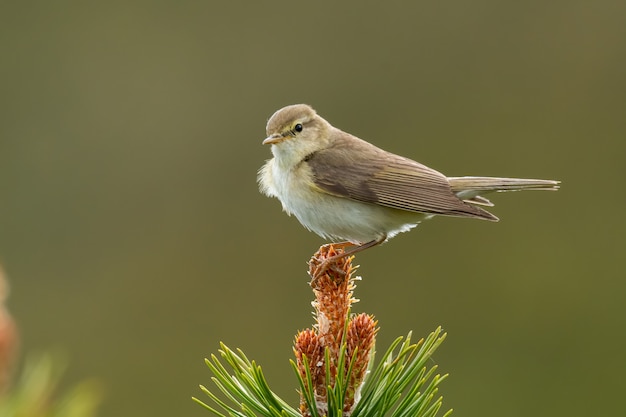 Paruline des saules assis sur une branche de pin