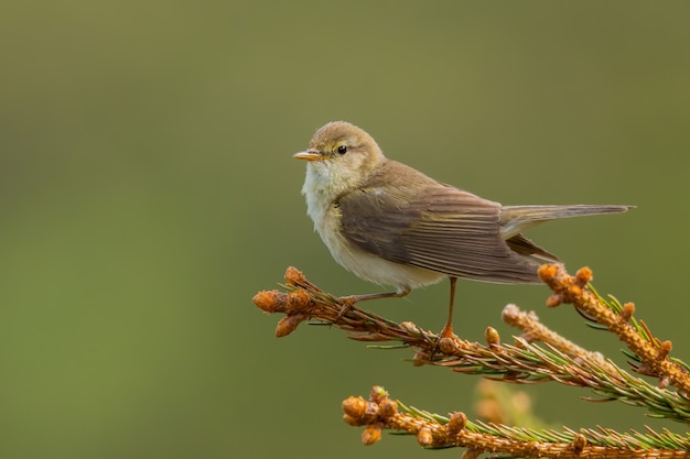 Paruline des saules (Phylloscopus trochilus) assis sur une branche de pin.