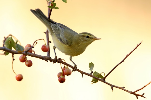 Paruline des saules, Phylloscopus trochilus, oiseau, oiseau chanteur