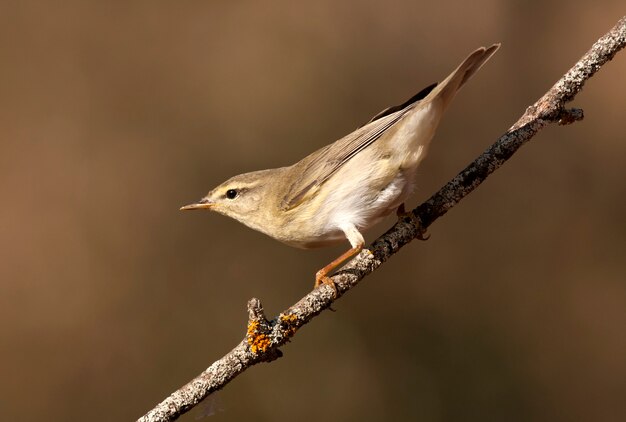 Paruline des saules, Phylloscopus trochilus, oiseau, oiseau chanteur