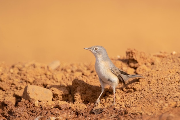 Paruline subalpine Sylvia cantillans Malaga Espagne