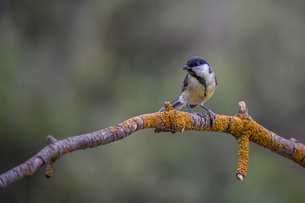 Parus major ou mésange commune est une espèce de passereau de la famille de la mésange